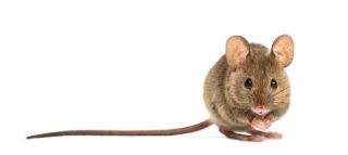 Rodents may be renting your property too